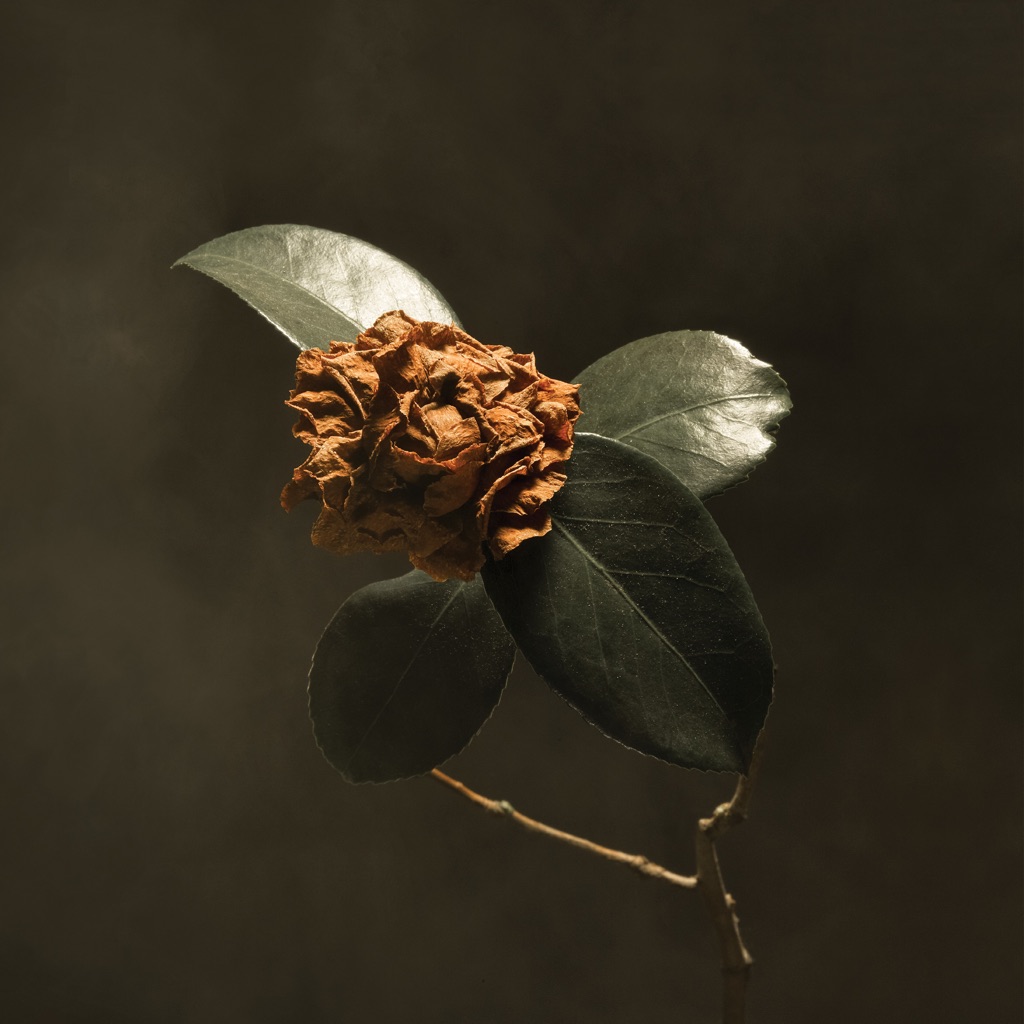  Young Sick Camellia